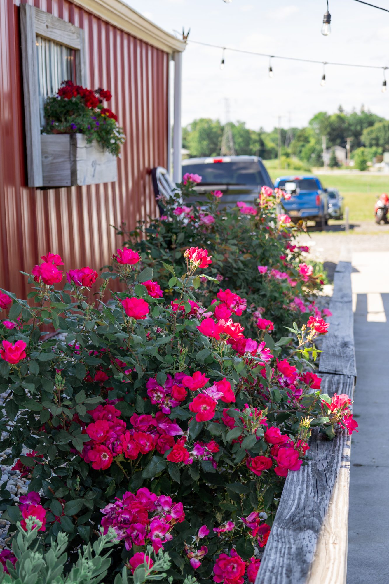Roses in bloom along the red barn at Ridge View Ranch wedding venue